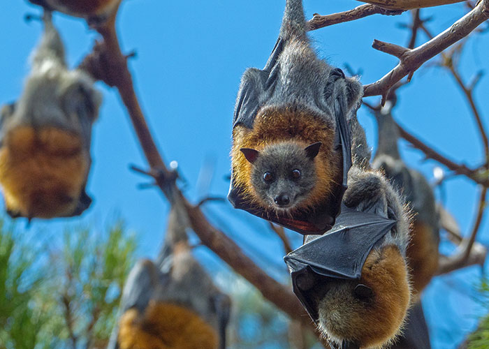 "What Is A True Fact That Sounds 100% Fake?": 50 Interesting Facts