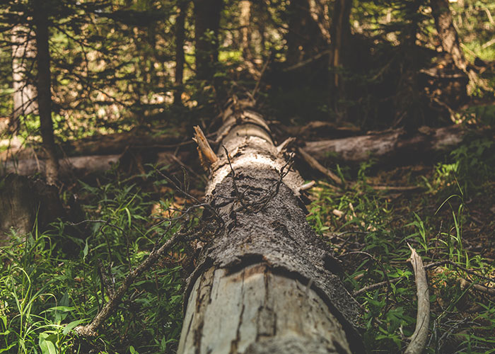 "What Is A True Fact That Sounds 100% Fake?": 50 Interesting Facts