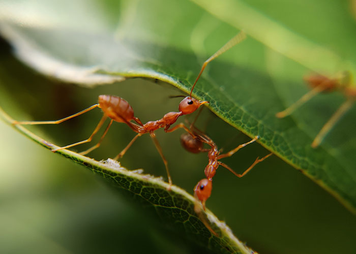 "What Is A True Fact That Sounds 100% Fake?": 50 Interesting Facts