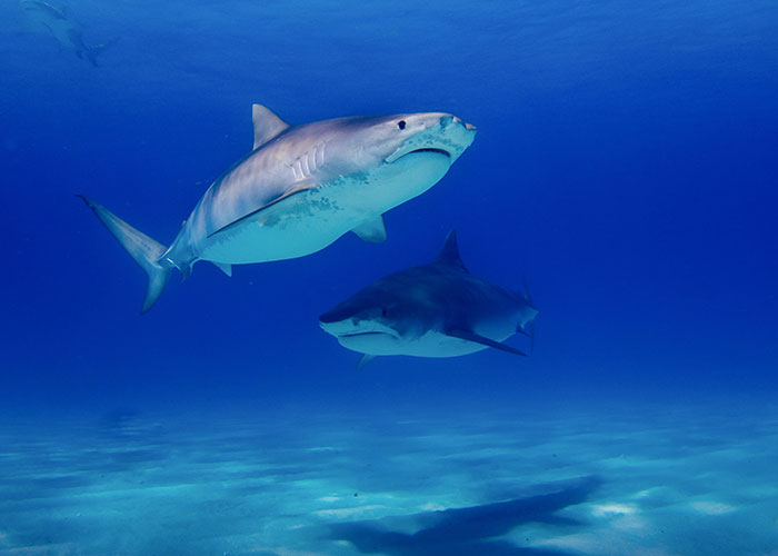 "What Is A True Fact That Sounds 100% Fake?": 50 Interesting Facts