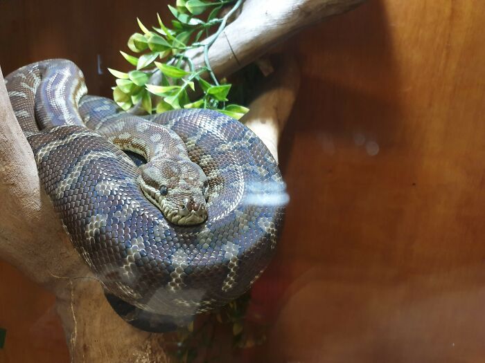 Sssammy, Morelia Bredli, Our Centralian Carpet Python Looking Cute