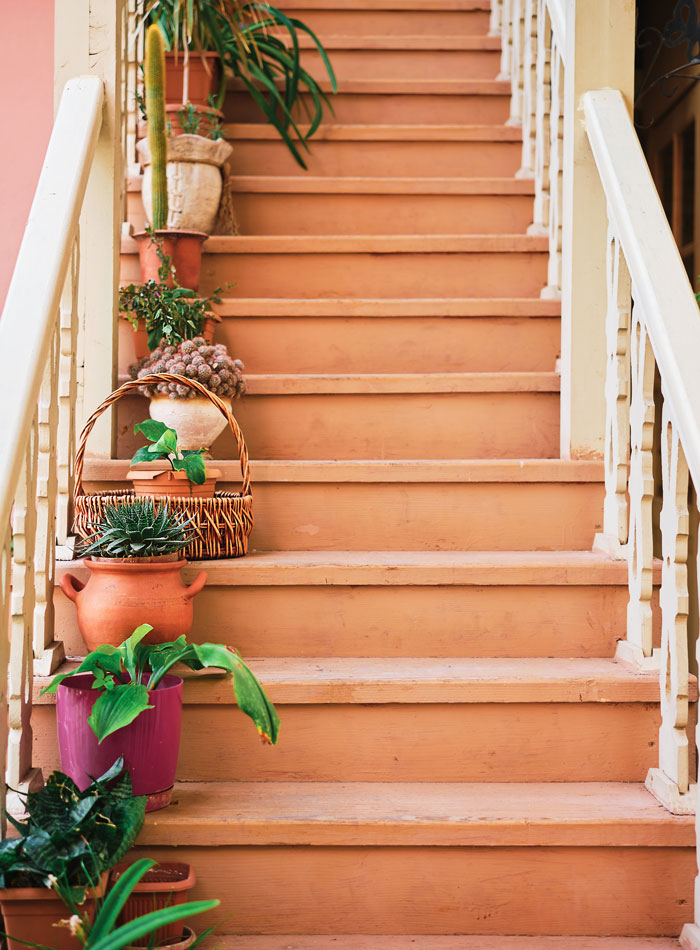 orange wooden stairs with plants placed on it