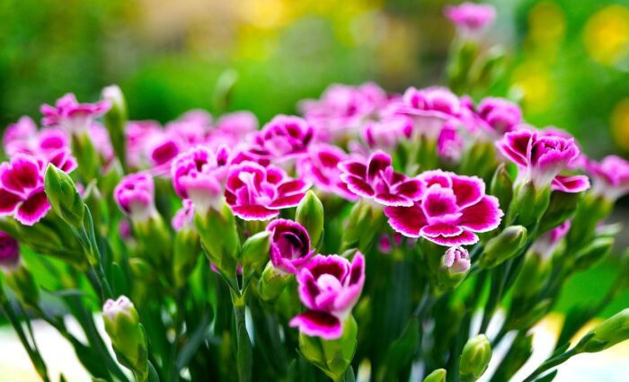 Purple Sweet William flowers plants