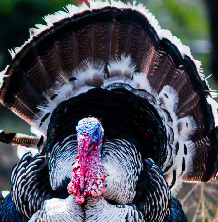 62 Thanksgiving Facts To Dig Through While The Turkey Is In The Oven