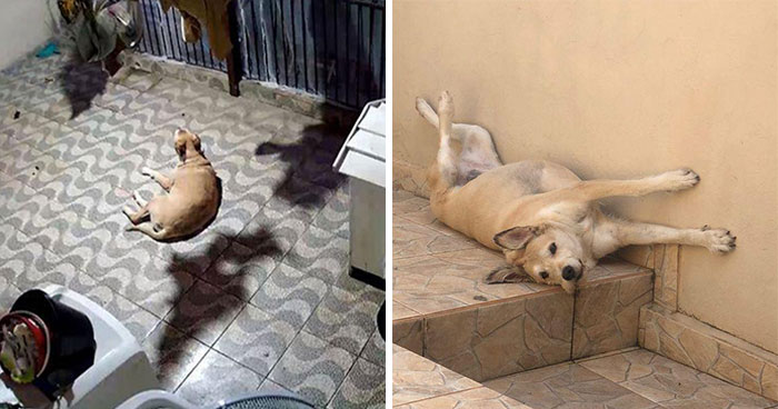 This Owner Got Scared After Seeing What Appeared To Be Her Dog Levitating In Home Camera Footage