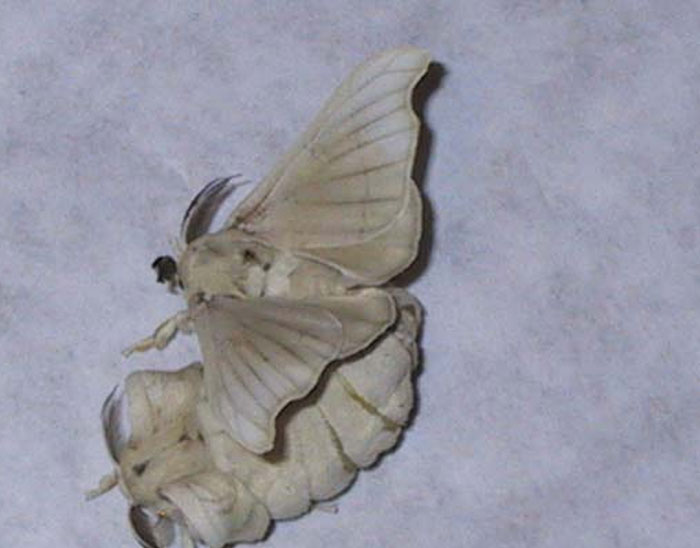 40 Fascinating Facts That People Only Learned Now And Just Had To Share With Others (New Pics)