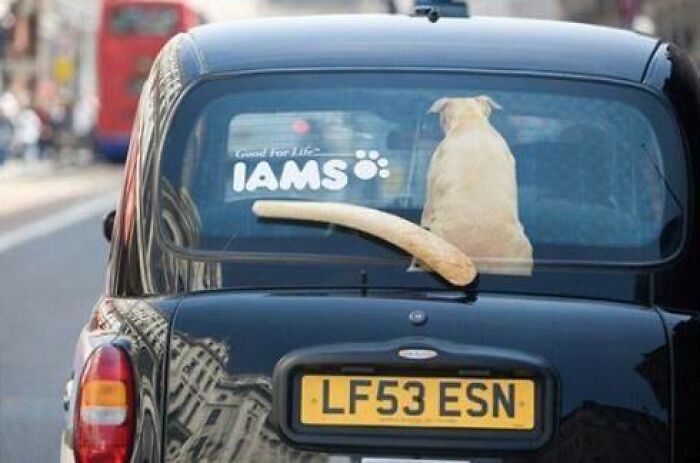 Iams Dog Windshield Wiper Ambient Ad