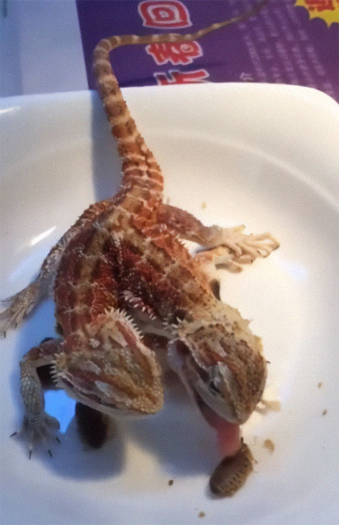 Two-Headed Chimera Devouring Live Bugs