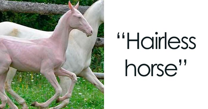 35 Pics That Might Make You Say “Awww” Before You Realize How Disturbing They Are