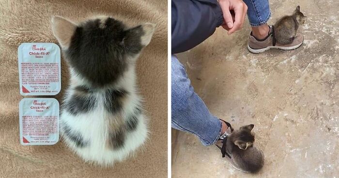 33 Compelling Reasons “Why You Should Get A Cat”