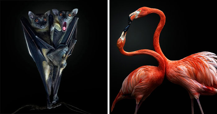 Wild Animal Photography: 50 Intimate Portraits By This Photographer (New Pics)