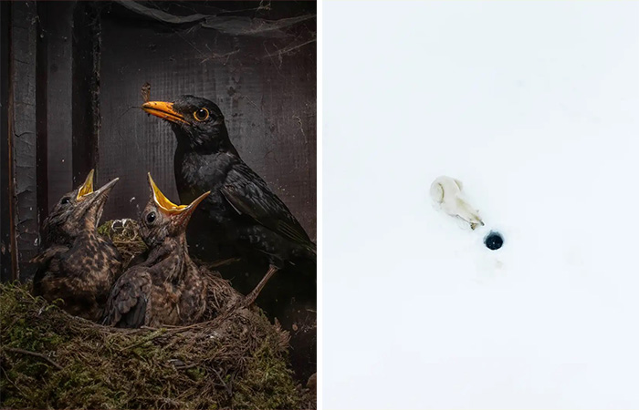 Prepare To Be Amazed By This Year’s Nature Photography Competition Winning Photos (18 Photos)