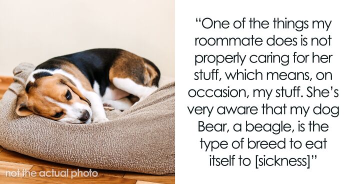 Woman Gets $800 Vet Bill After Her Dog Eats Roommate’s Food, Wonders Who’s To Blame