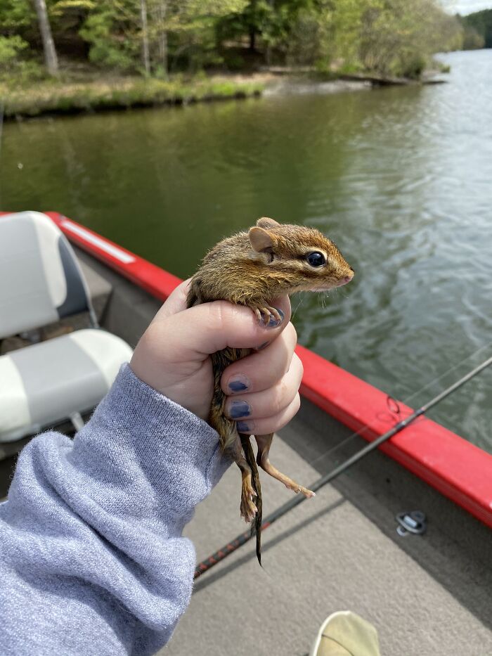 A Baby Chipmunk Is Miraculously Saved From Drowning In Swimming Pool