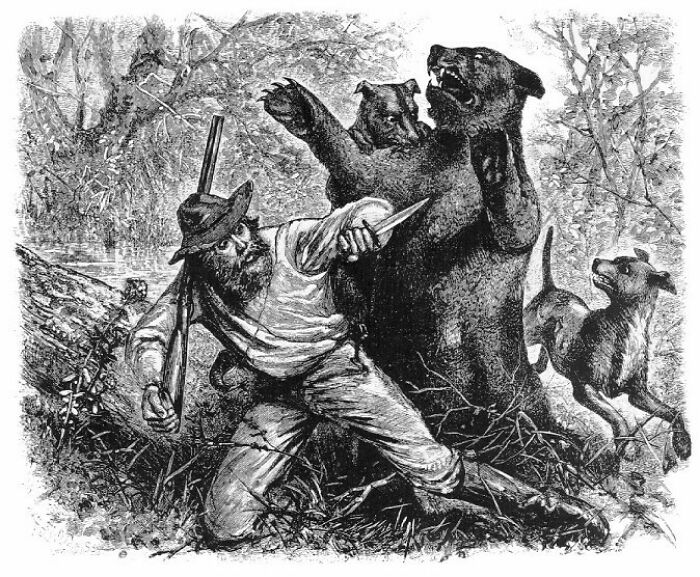 Vintage black and white illustration of a man hunting a bear with dogs in a forest, showing boldness and courage.