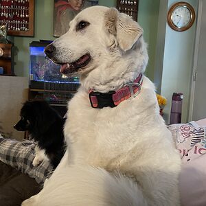 kathleenklingbile avatar