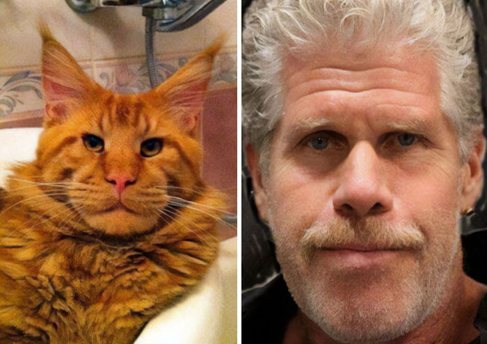 Funny-Celebrity-Lookalikes