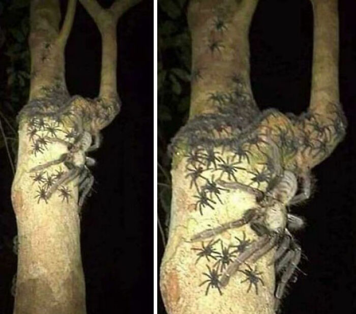 Araña Omothymus hembra en Malasia