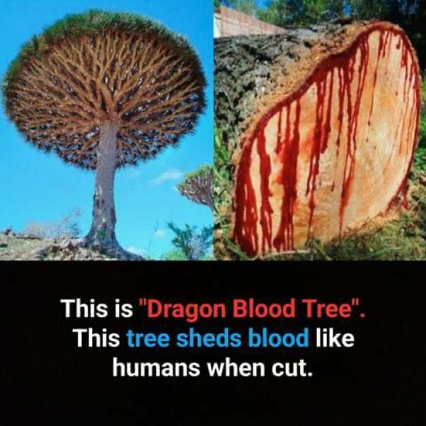 Amazing-Unusual-Facts