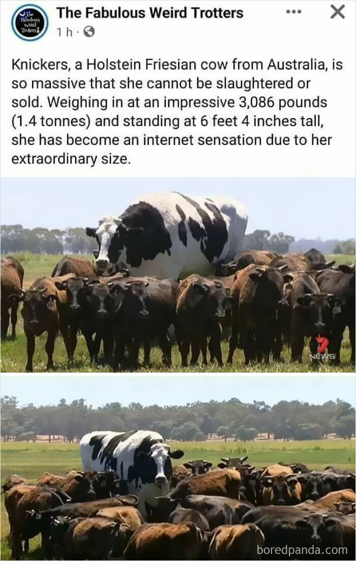 Knickers, The Unkillable