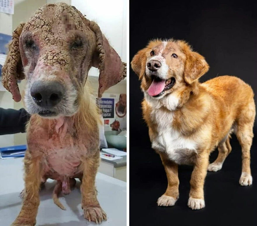 Rescued dog before and after photos