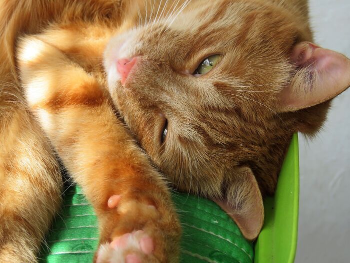 Would It Perhaps Be A Better Profile