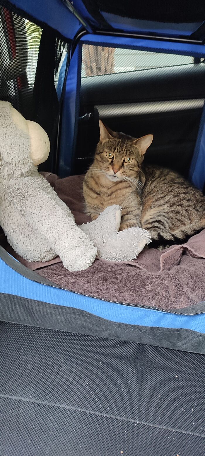 Oh Sh*t, If I'm In Here... The Dog's Driving!