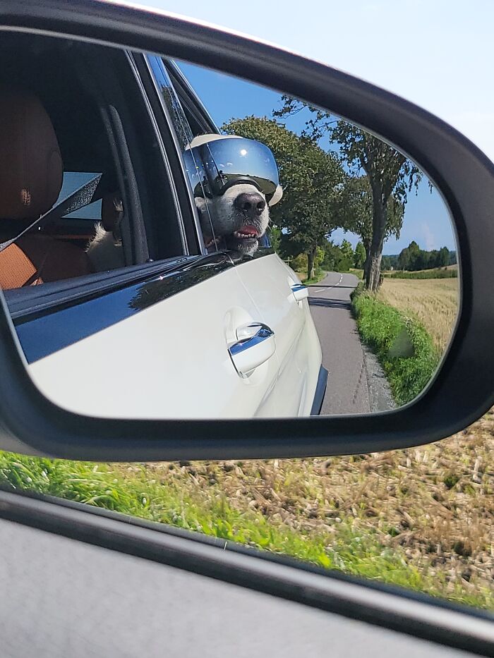 Blep In Sunglasses ❤️