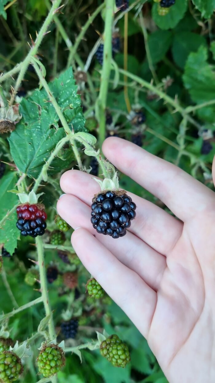 Blackberries