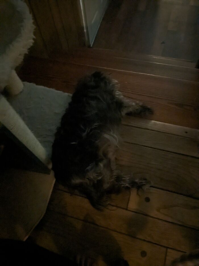 No, He's Not Dead. He's Just Very Fat And Sleepy. This Is Munkey, My Lil Special Doggo