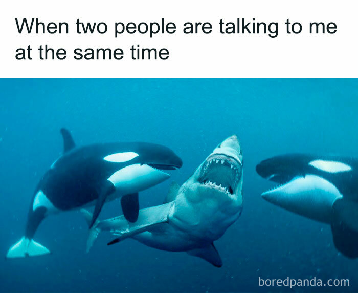 Memes-Introverted-People-Can-Relate