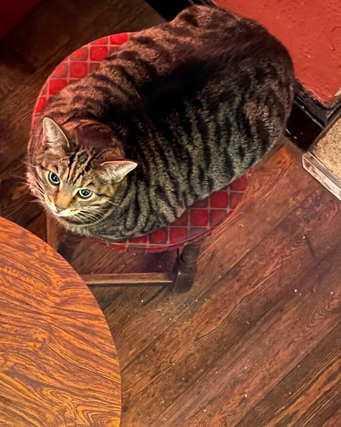 Este hombre abrió un pub y empezó a acoger gatos callejeros: así nació el primer pub de gatos de Bristol Este hombre abrió un pub y empezó a acoger gatos callejeros: así nació el primer pub de gatos de Bristol