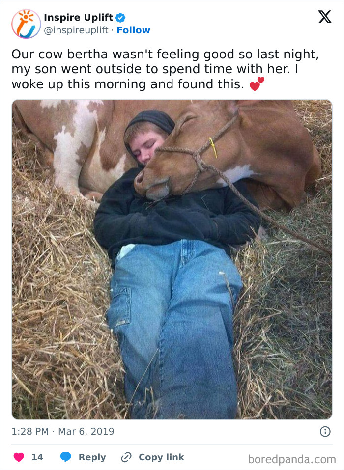 Hilarious-Animal-Memes