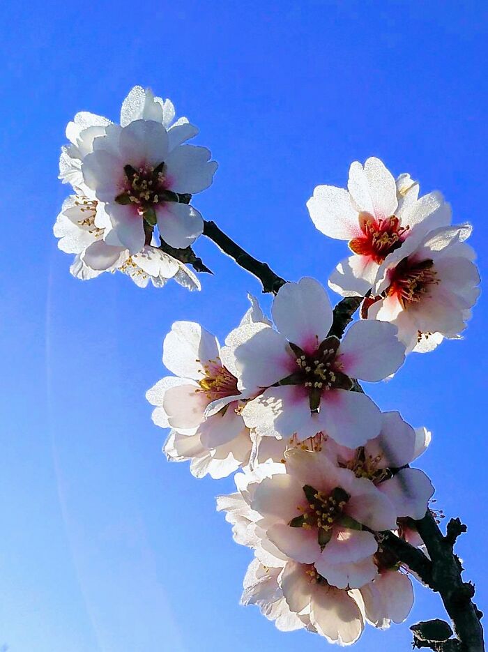 Almond Tree. Southeast Spain