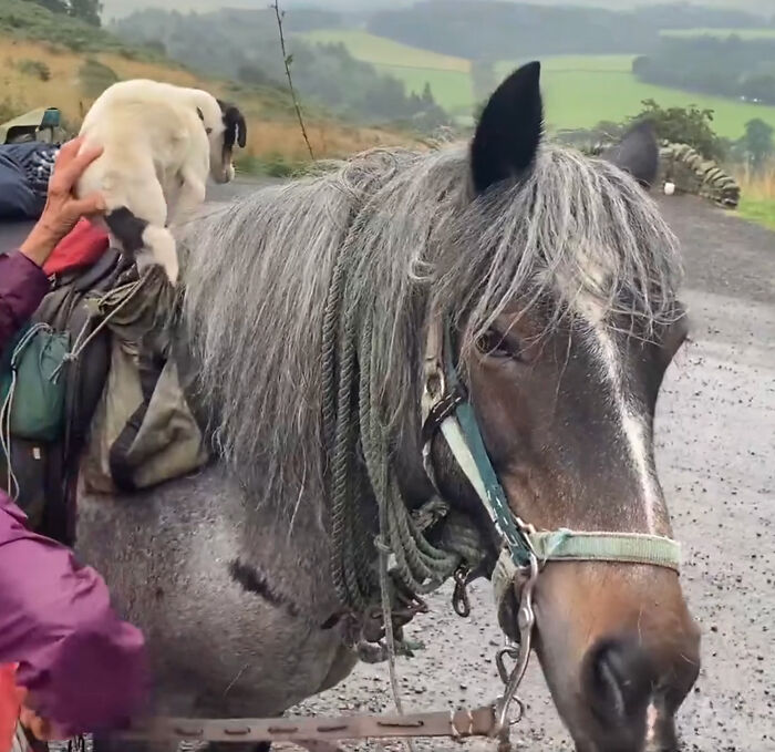 82 Y.O. Hiker Just Returned From Epic 600-Mile Horseback Journey With Her 10 Y.O. Dog In Tow