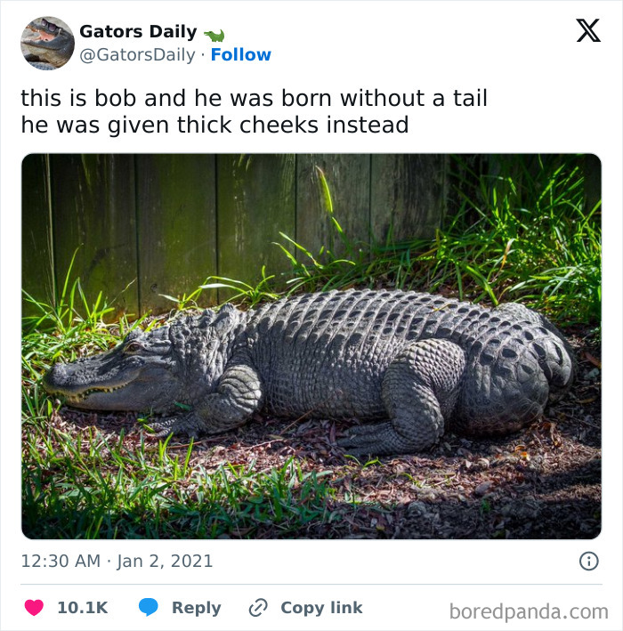 Animal-Humors-Funny-Memes