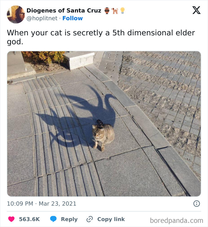 Hilarious-Animal-Memes