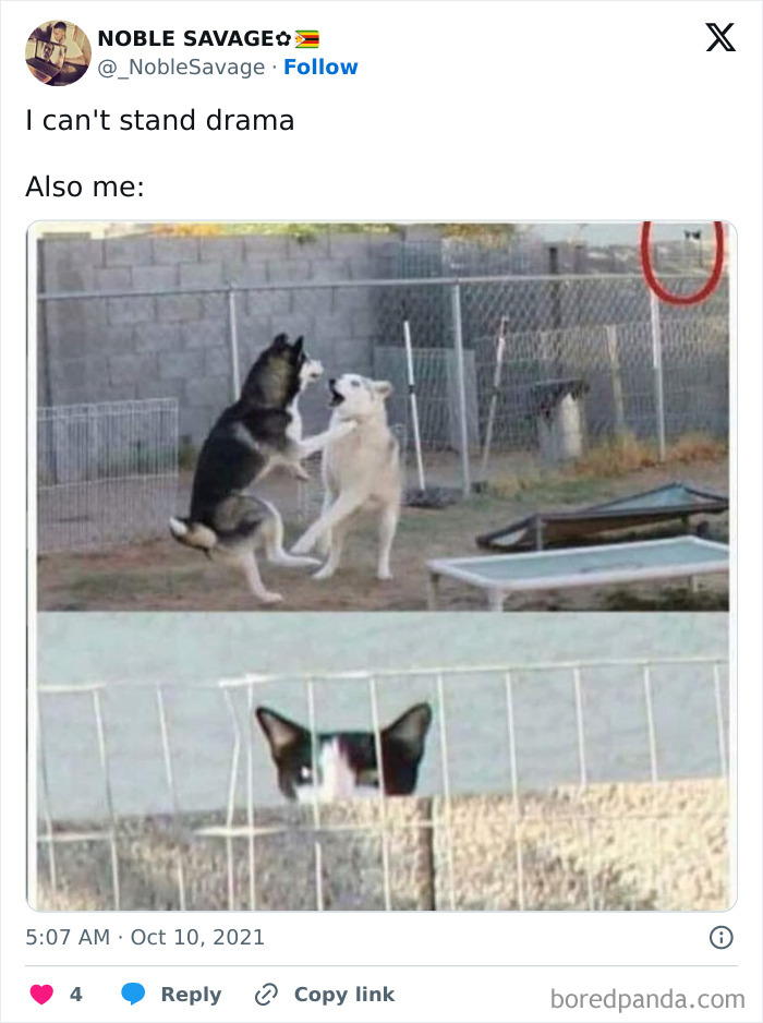 Hilarious-Animal-Memes