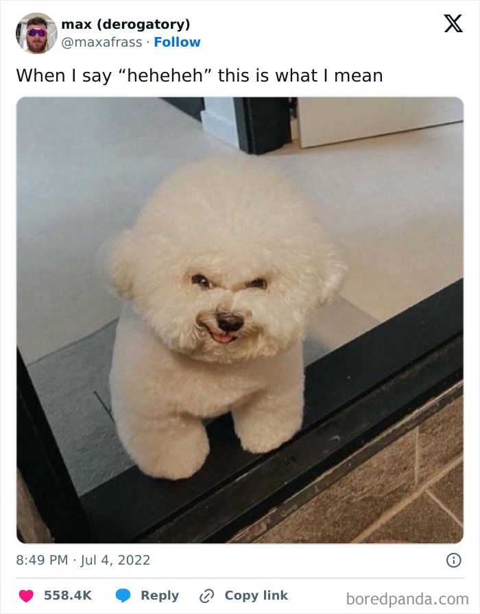 Animal-Humors-Funny-Memes