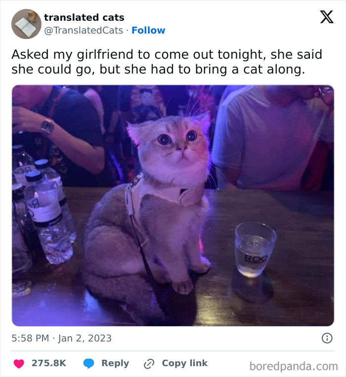 Hilarious-Animal-Memes