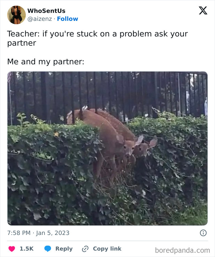 Hilarious-Animal-Memes