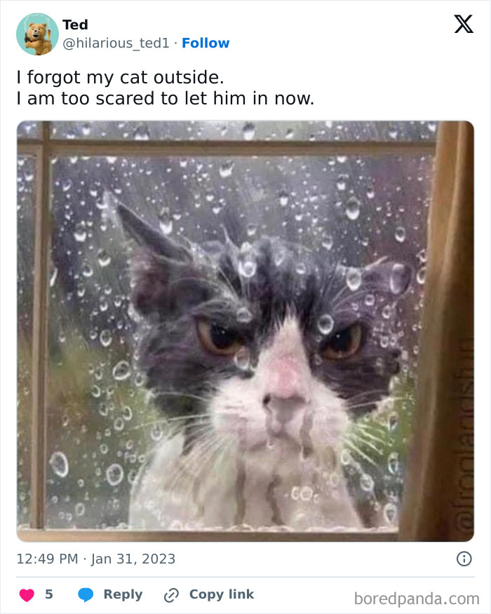 Hilarious-Animal-Memes