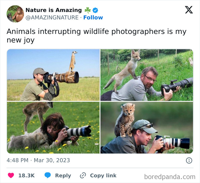 Hilarious-Animal-Memes