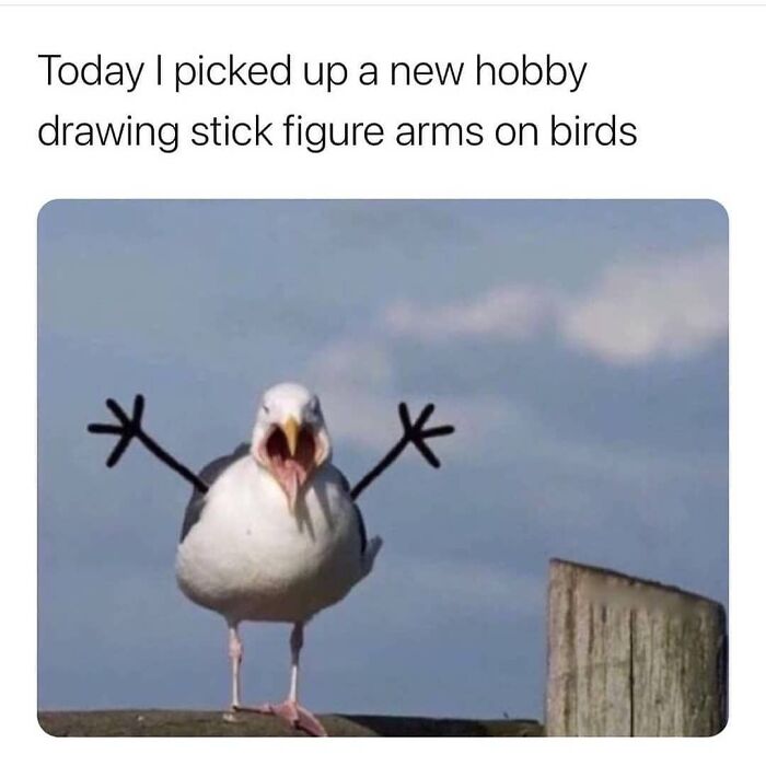 Hilarious-Animal-Memes