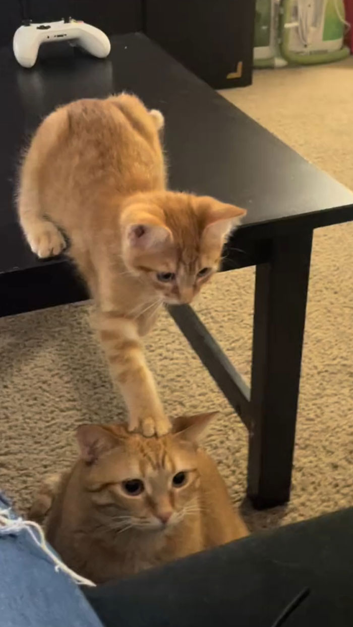 That Shared Braincell Is Working Overtime