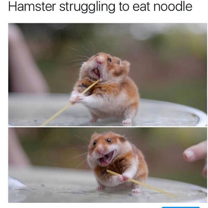 Hilarious-Animal-Memes