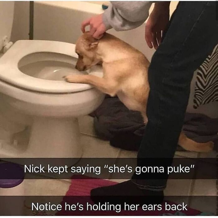 Hilarious-Animal-Memes