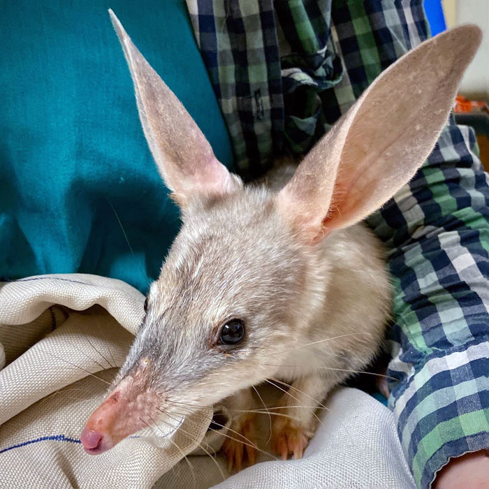 Animal with enormous ears resting on a person’s lap, showcasing unusual and oversized ear features.