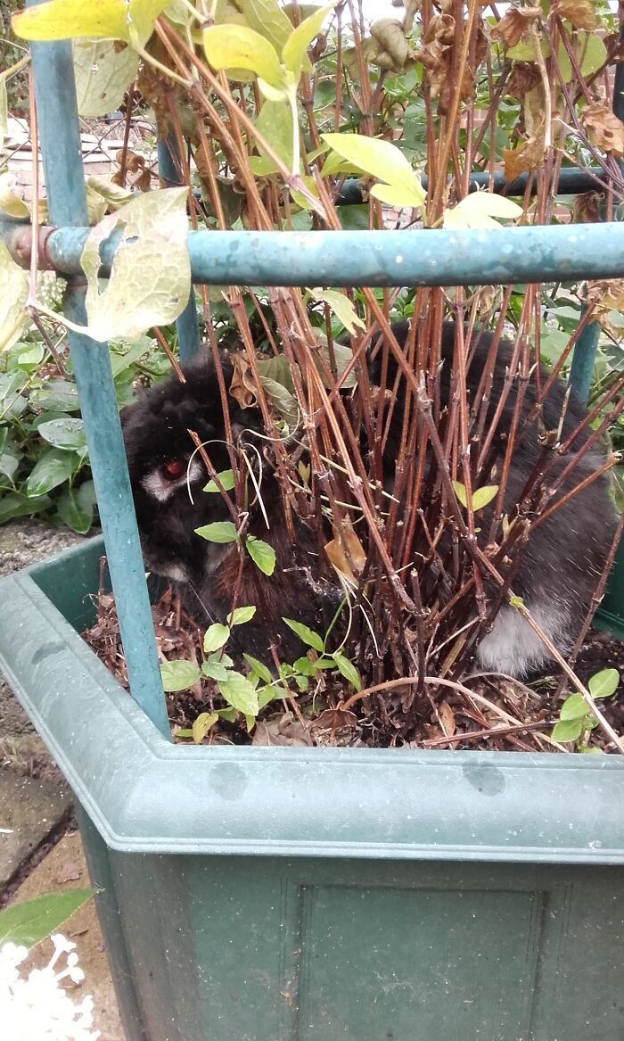 Alfie The Bunny Hiding In A Pot