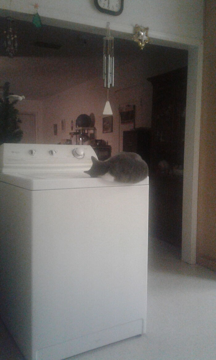 Shadow-Bug, Aka Bugaboo, Loved To Precariously Perch On Any Surface She Could. And Yes, She Would Occasionally Roll Off. She Passed Away In 2020 Of Unrelated Causes :'( I Miss Her So Much